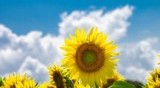 断熱効果でエネルギー節約!快適に暮らして光熱費も削減
