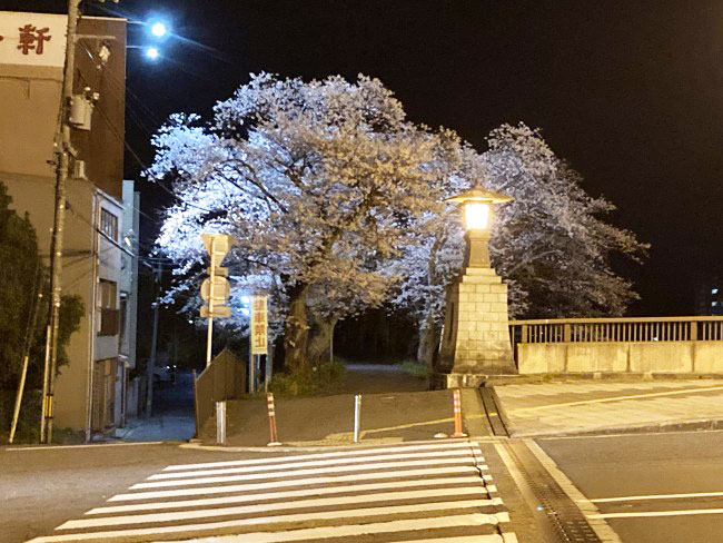 足羽川桜並木