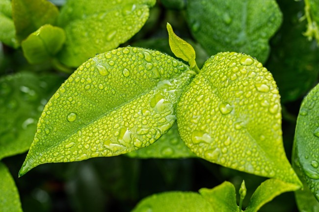 梅雨